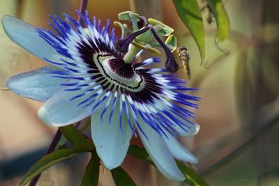 Close-up of purple flower