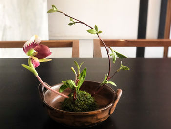 Close-up of potted plant on table