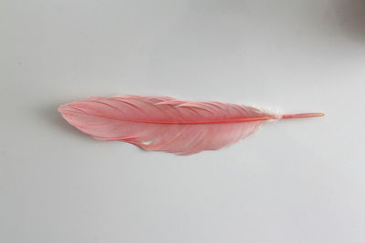 Close-up of feather against white background