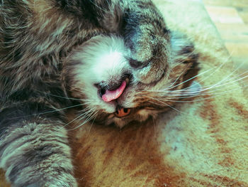 Close-up of cat yawning