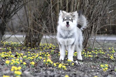 Portrait of a young puppy finnish lapphund dog standing in flower field