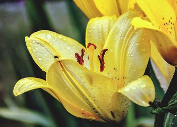 Close-up of yellow flower