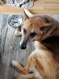 High angle view of dog lying down on floor