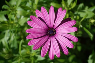 Close-up of pink flower blooming outdoors