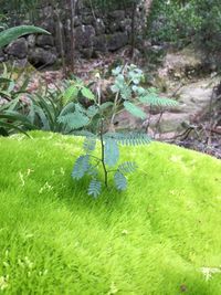 Moss growing on tree trunk in forest