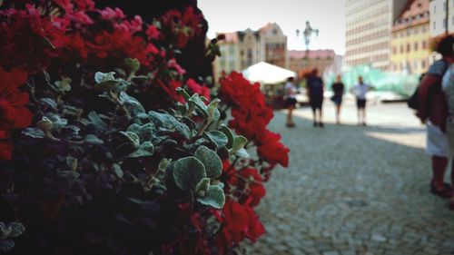 View of flowering plants on street