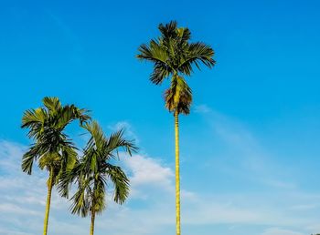 Low angle view of palm trees against blue sky