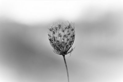 Close-up of wilted plant against white background