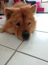 Portrait of dog relaxing on floor at home