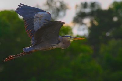 Low angle view of a bird flying