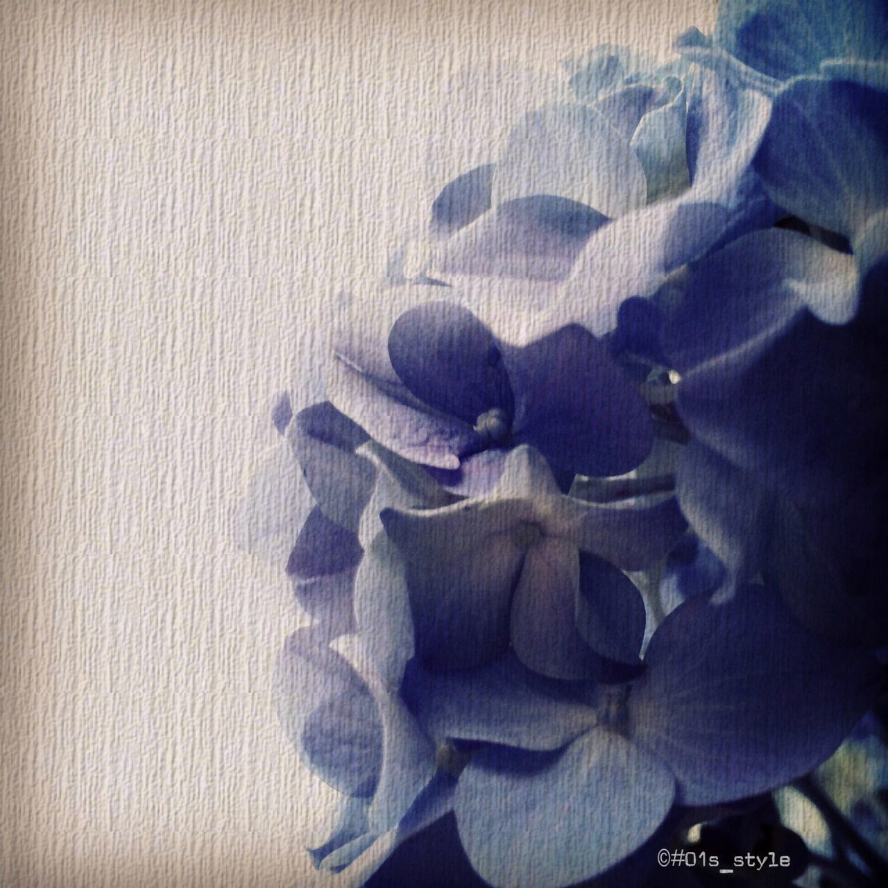 Hydrangea