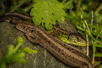 Close-up of lizard on a tree