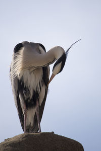 Low angle view of bird perching against clear sky