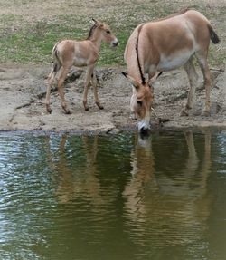 Horses in a lake