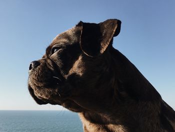 Close-up of a dog looking away against sky