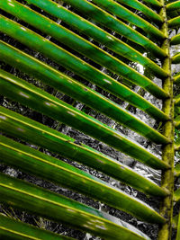 Full frame shot of green plants