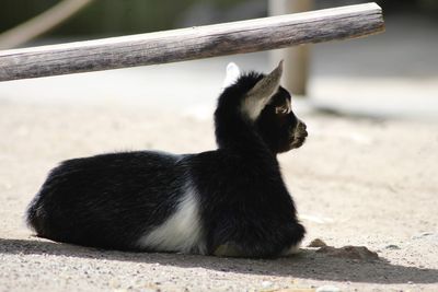 Close-up of squirrel