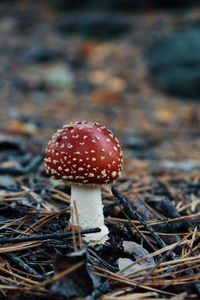 Close-up of fly agaric mushroom on field