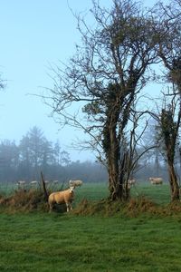 Horses on grass against sky