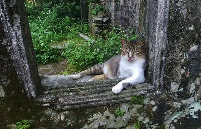 Cat sitting on rock