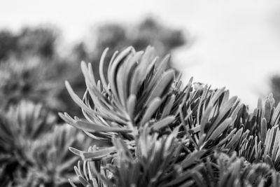 Close-up of flowering plant on field