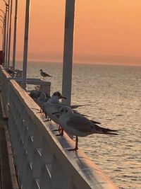 Seagulls on sea shore against sky during sunset