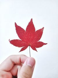 maple leaf