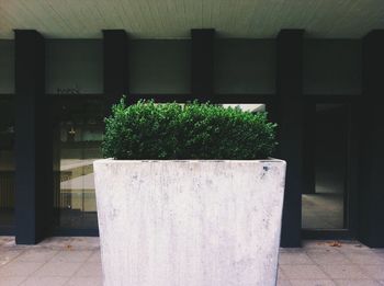 Plants against building