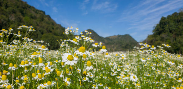 View of yellow flowering plants on land
