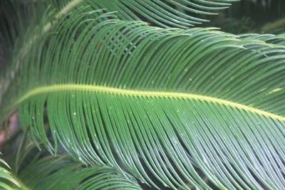 Close-up of palm tree leaves