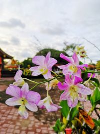 Close-up of pink flowering plant