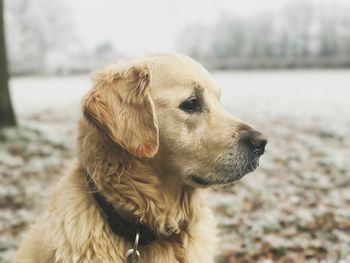 Portrait of golden retriever outdoors