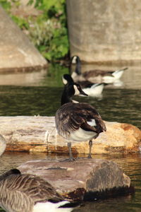 Birds perching on a lake