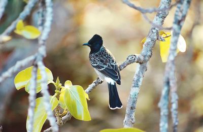 Close-up of bird perching on branch