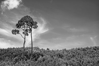 Low angle view of trees on field against sky