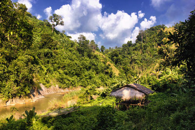 Scenic view of forest against sky