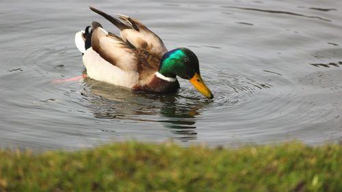 Duck swimming in lake