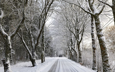 Road amidst bare trees