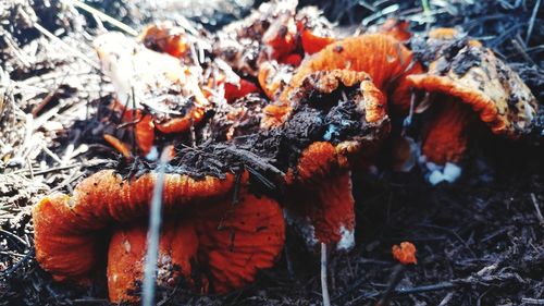 Close-up of orange plant on field during winter