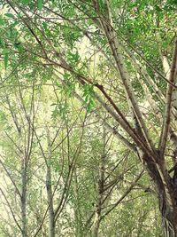 Low angle view of bamboo trees in forest