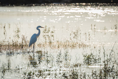 Great egret standing in lake