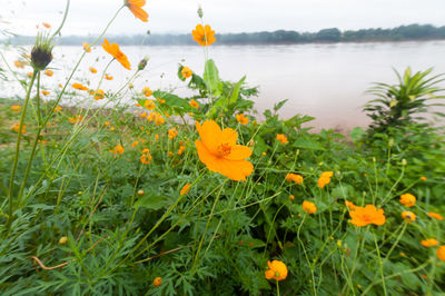 Close-up of yellow flowers growing at lakeshore