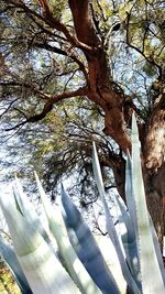 Low angle view of trees