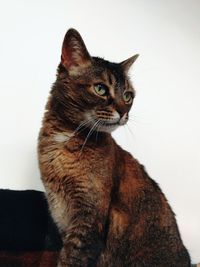 Close-up of a cat looking away