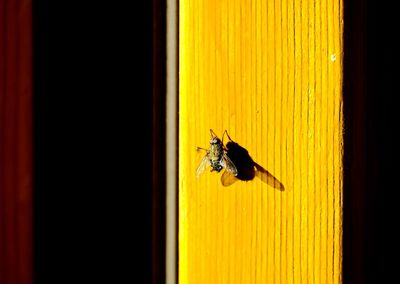 Close-up of fly on yellow window