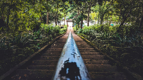 Narrow walkway along plants and trees