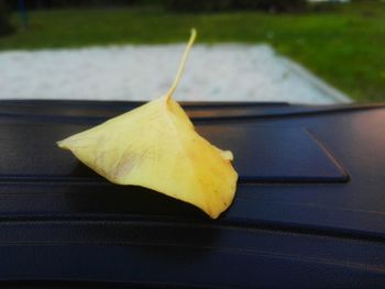 Close-up of yellow flower