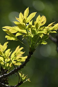 green