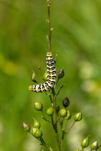 Close-up of insect on leaf