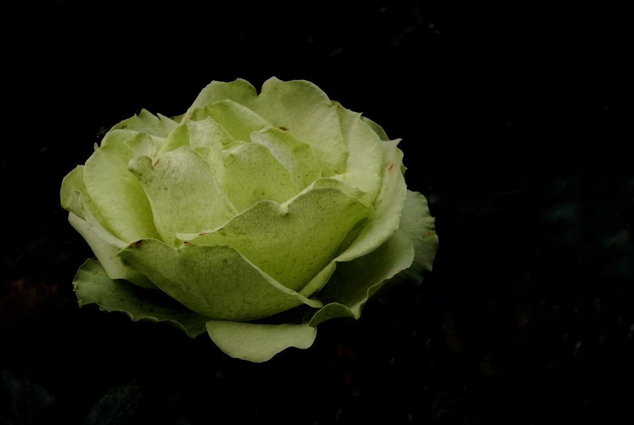 CLOSE-UP OF ROSE PLANT